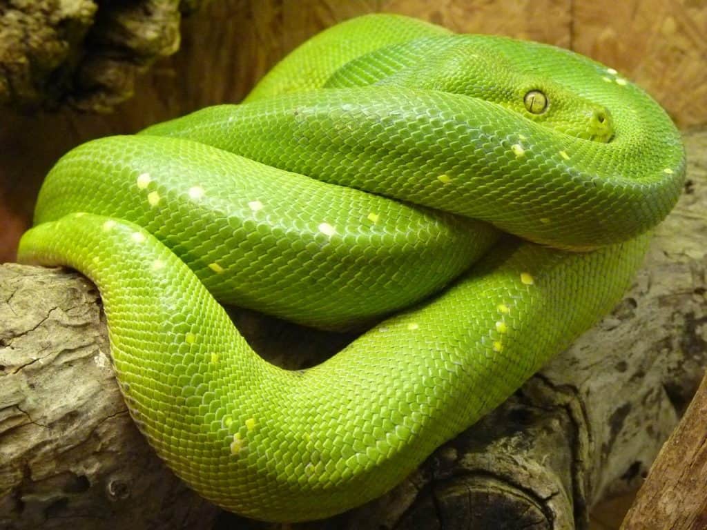 green tree python, morelia viridis, line-8343.jpg