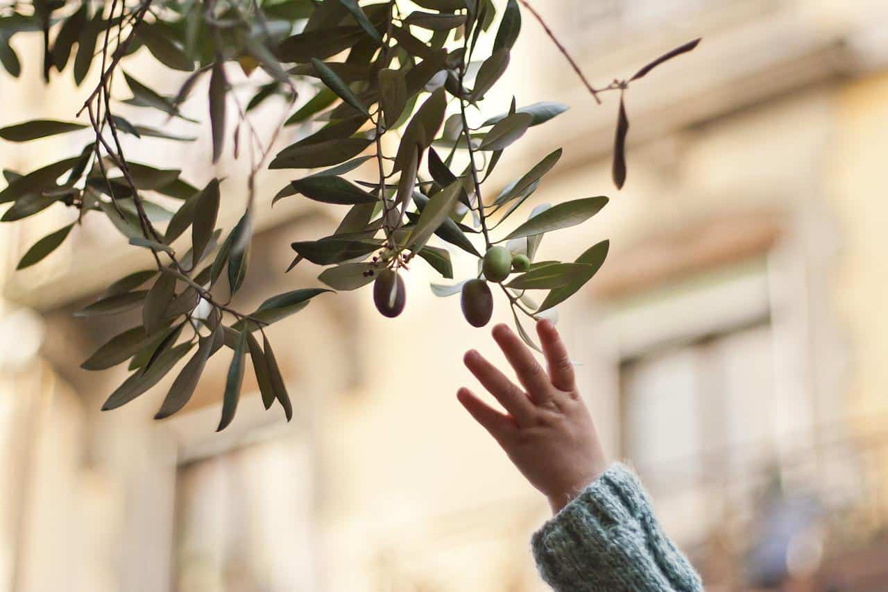 reaching, reaching for an olive branch, olive-3609262.jpg