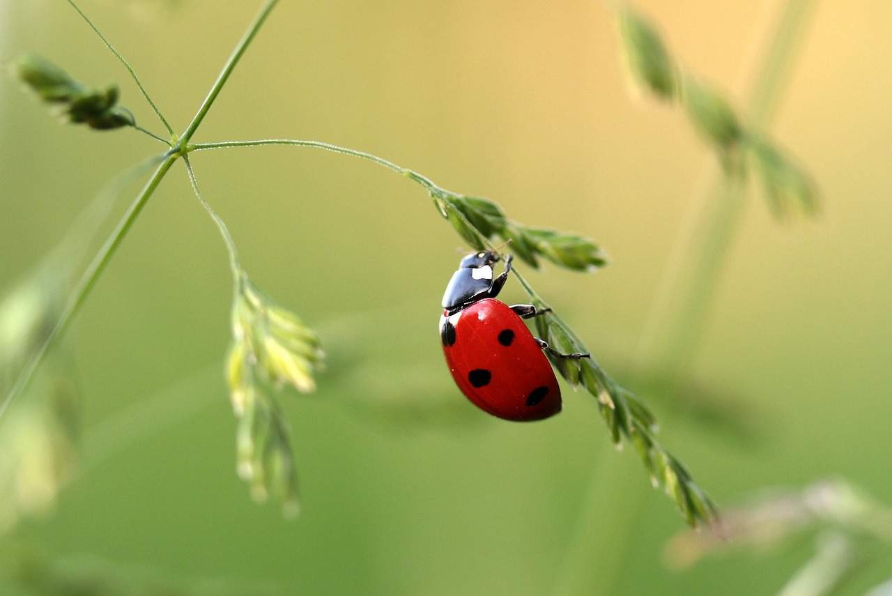 ladybug, beetle, coccinellidae-1480102.jpg